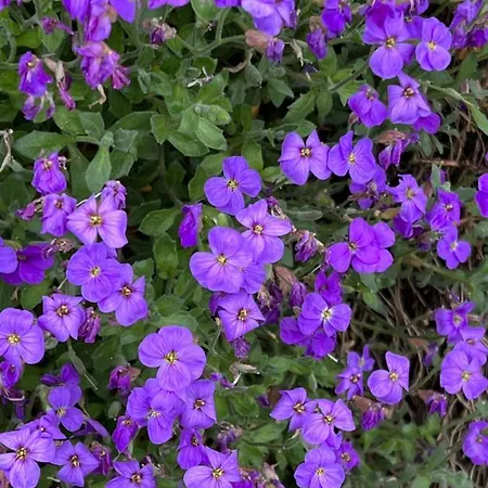 Apartment Les Vergers *