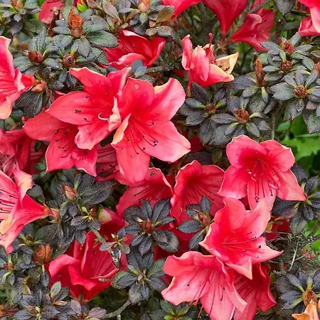 Les Vergers Apartment