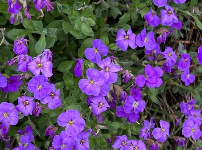 Apartment Les Vergers *