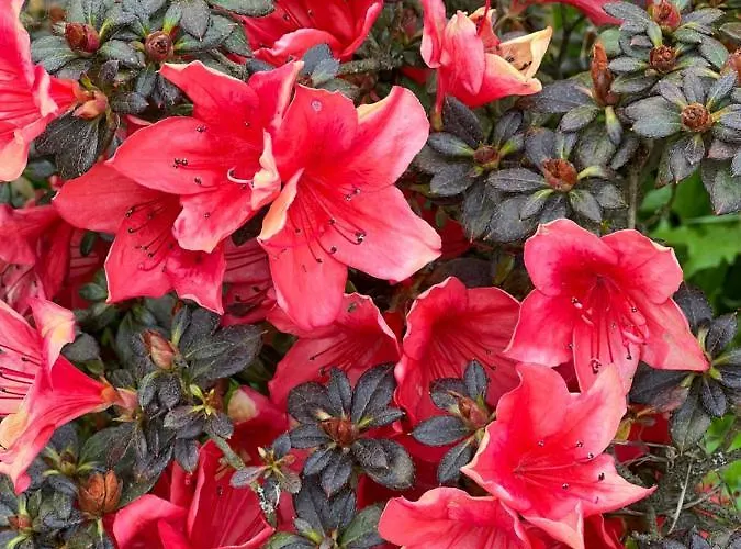 Les Vergers Apartment